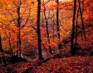 Image of Fall trees in Connecticut 