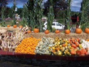 Image of pumpkin patch in Easton CT